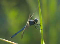 Orthetrum lineostigma
