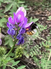 Bombus pyrosoma