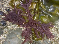Neoptilota densa
