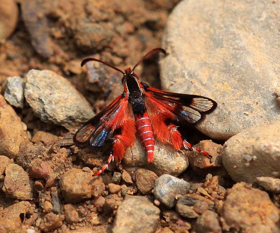 Aschistophleps