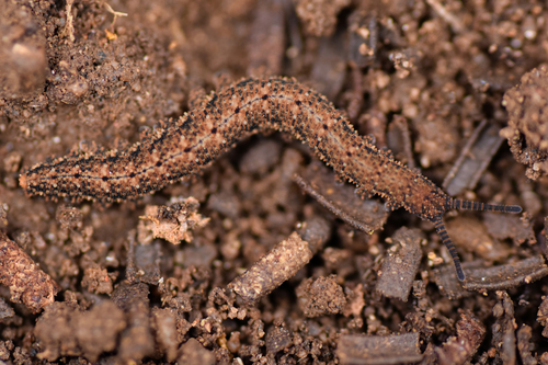 Anoplokaros keerensis Reid, 1996