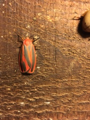 Hypoprepia miniata