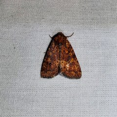 Perigea xanthioides