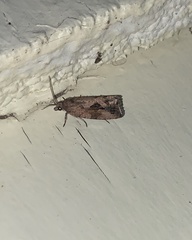 Endothenia nubilana