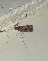 Endothenia nubilana