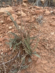 Astrolepis cochisensis