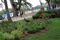 Pavo cristatus × muticus