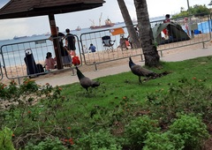 Pavo cristatus × muticus