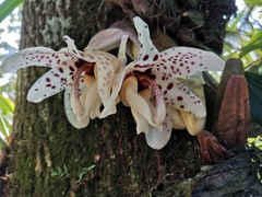 Stanhopea martiana