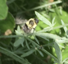 Bombus impatiens