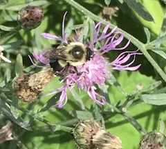Bombus impatiens