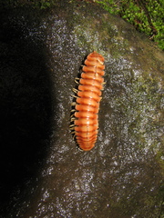 Rhysodesmus zapotecus