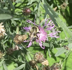 Bombus impatiens
