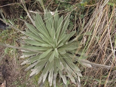 Espeletia argentea