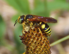 Philanthus gloriosus