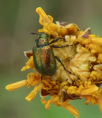 Haplorhynchites eximius