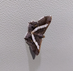 Chiasmia nora