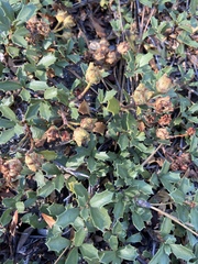 Ceanothus prostratus