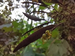 Trichosalpinx blaisdellii
