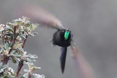Chalcostigma stanleyi