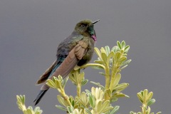 Chalcostigma stanleyi