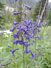 Delphinium barbeyi