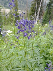 Delphinium barbeyi