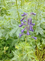 Delphinium barbeyi