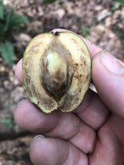 Carya carolinae-septentrionalis