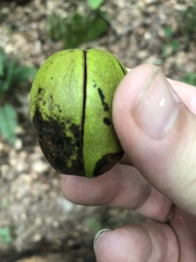 Carya carolinae-septentrionalis