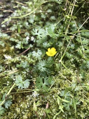 Ranunculus gmelinii purshii