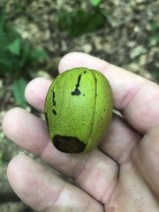 Carya carolinae-septentrionalis