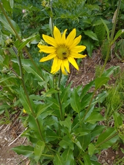 Wyethia amplexicaulis
