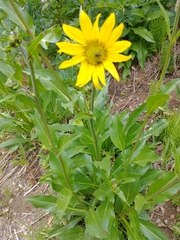 Wyethia amplexicaulis