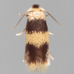 Stigmella nigriverticella