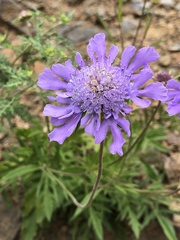 Scabiosa comosa
