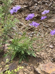 Scabiosa comosa