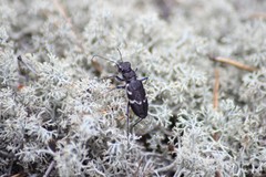 Cicindela sylvatica