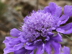 Scabiosa comosa