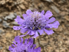 Scabiosa comosa