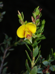 Eutaxia diffusa