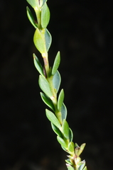 Eutaxia diffusa
