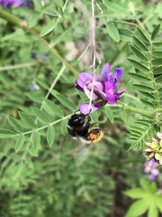 Bombus pyrosoma