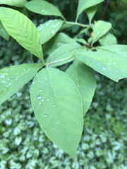 Oemleria cerasiformis