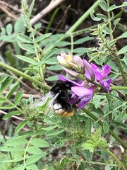 Bombus pyrosoma