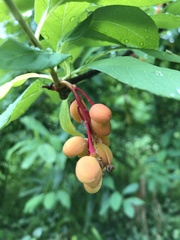 Oemleria cerasiformis