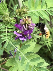 Bombus pyrosoma