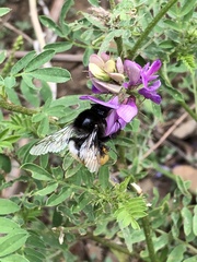 Bombus pyrosoma