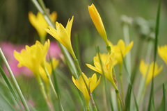 Zephyranthes citrina