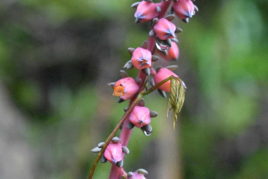 Echeveria penduliflora